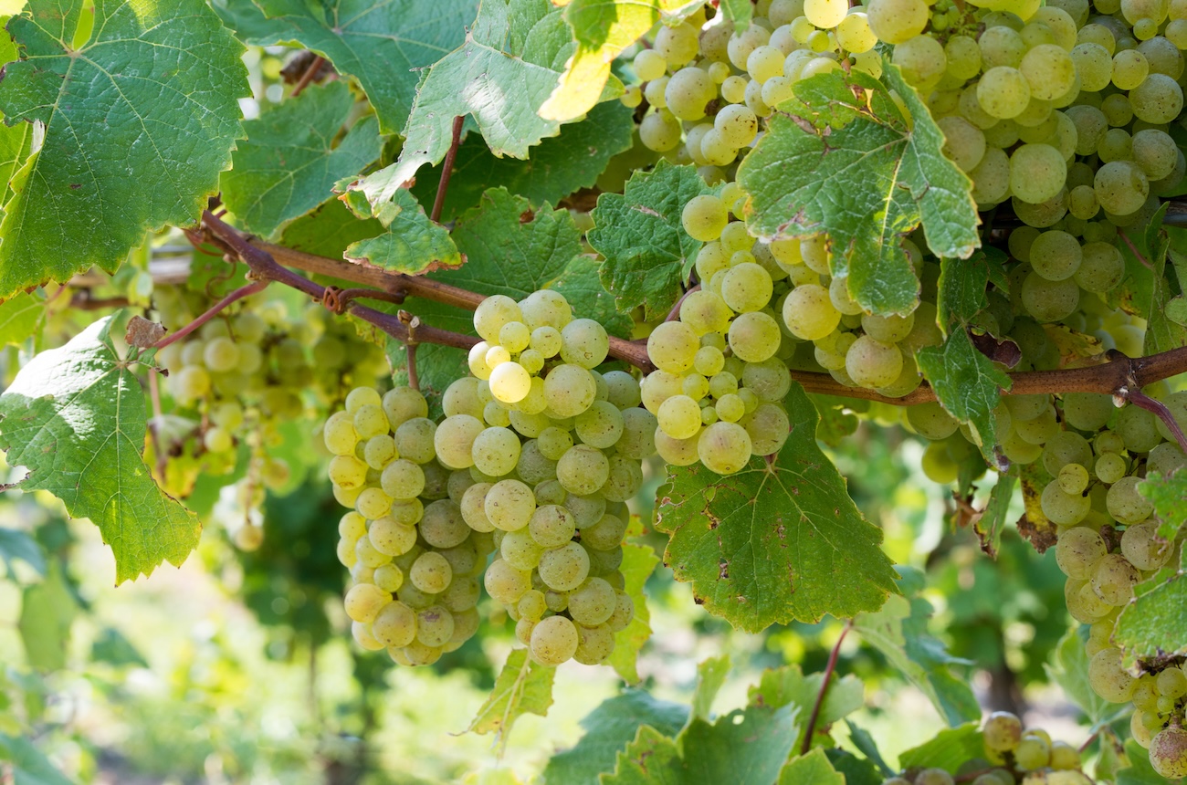 White grapes growing in New York