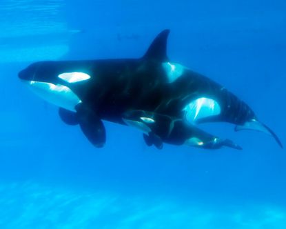 Kasatka the killer whale and her calf at SeaWorld San Diego.