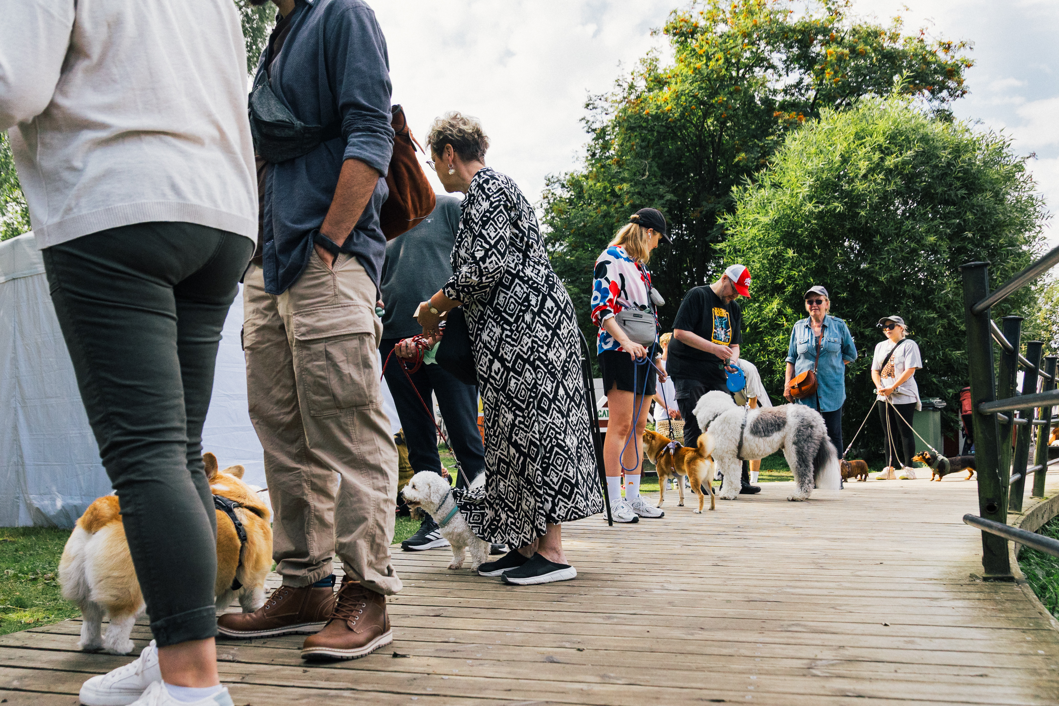 Dogs queuing for photos