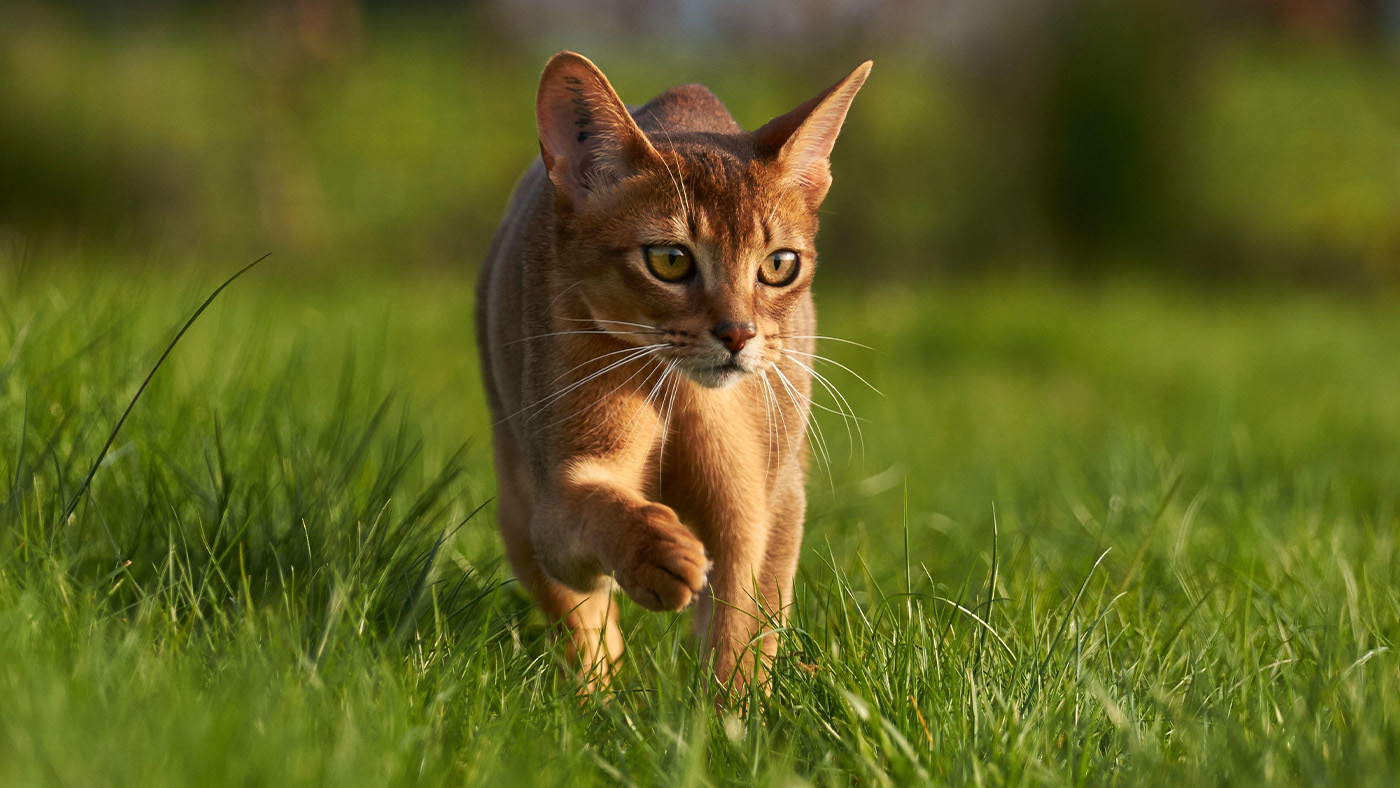 Abyssinian cat walking through grass