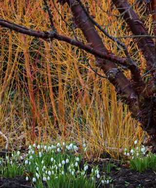 colorful stems of dogwood and snowdrops in a winter garden