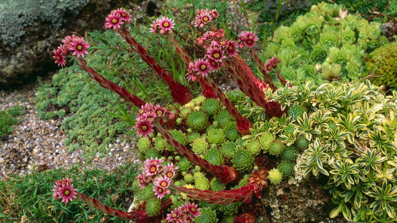 Alpine plants in garden border including house leeks