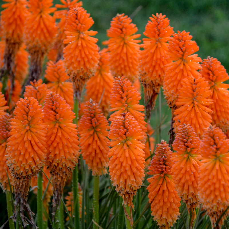 Pyromania Orange Blaze Red Hot Poker