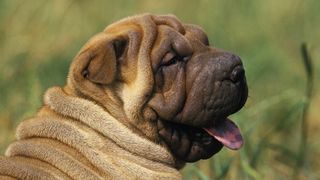 Close up of Shar Pei