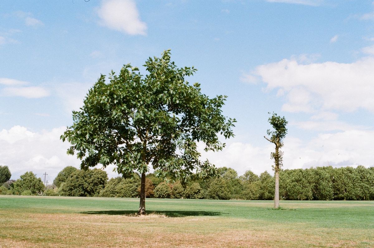 Kodak ColorPlus 200 sample image