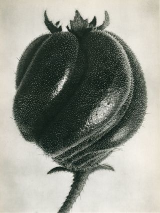 Blossfeldt's otherworldly botanical images.