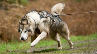 Strong Alaskan Malamute pulling a rig