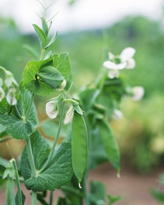 Mangetout or snow peas on the vine