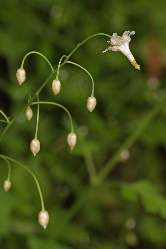 Inside-Out Flowers