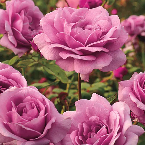 Sugar Plum Hybrid Tea Rose