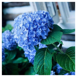 A close-up of a blue hydrangea