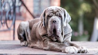 Neapolitan Mastiff