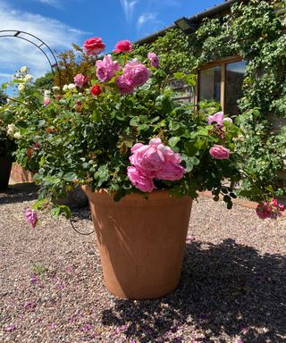 pink rose growing in a container