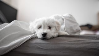 Puppy lying in bed