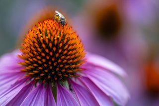 Sample image a close up of a fly on a flower, testing the macro mode of the new Tamron 90mm F/2.8 Di III MACRO VXD lens