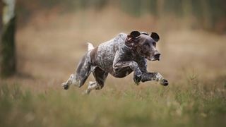 German shorthaired pointer leaping in a field