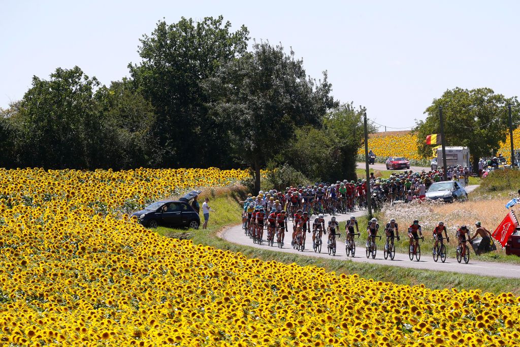 Sunflowers on stage 14 of the Tour de France