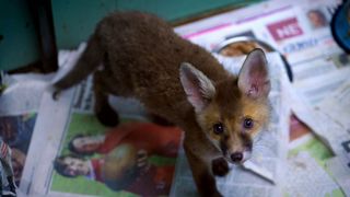 A baby fox stares adorably at the camera.