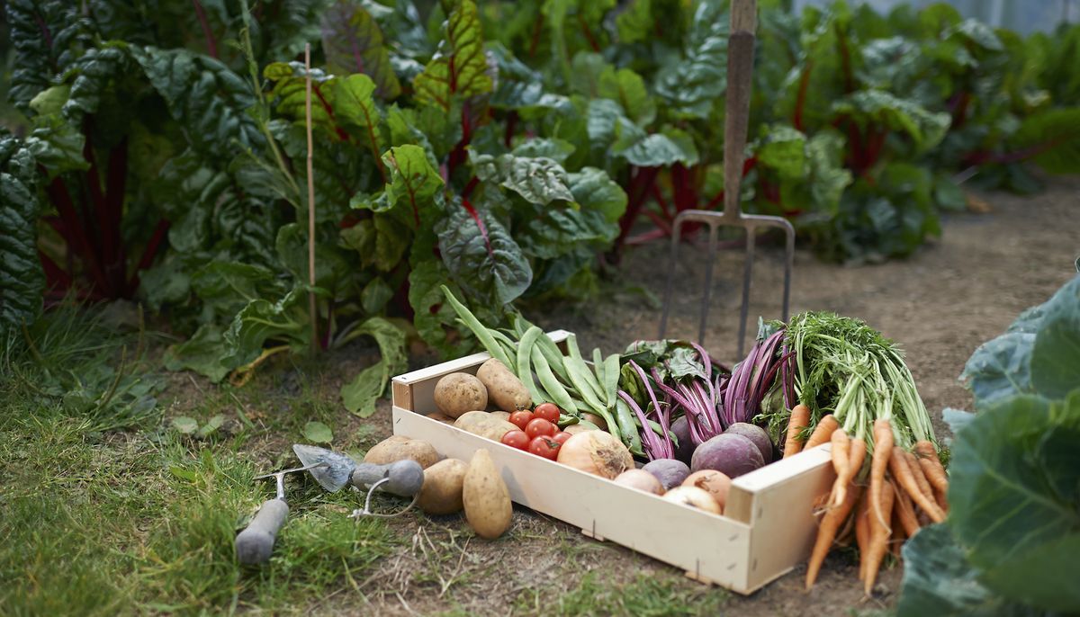 Planter des légumes en mai : les cinq principales recommandations, selon les jardiniers professionnels