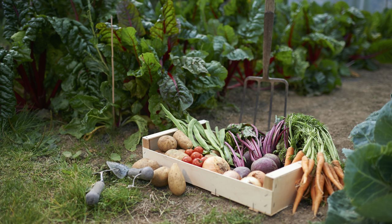 Vegetables in a wooden container in a garden with a rake in the background