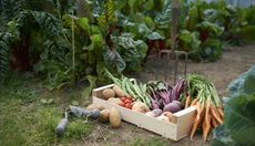 Vegetables in a wooden container in a garden with a rake in the background
