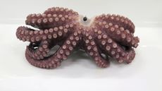 The octopus's ninth arm is an offshoot on its left third arm.