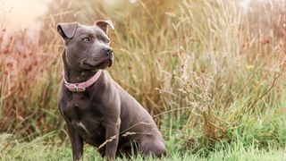 Staffordshire Bull Terrier sits in field