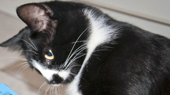 Domestic angry cat sitting in front of entry door. Kitten is