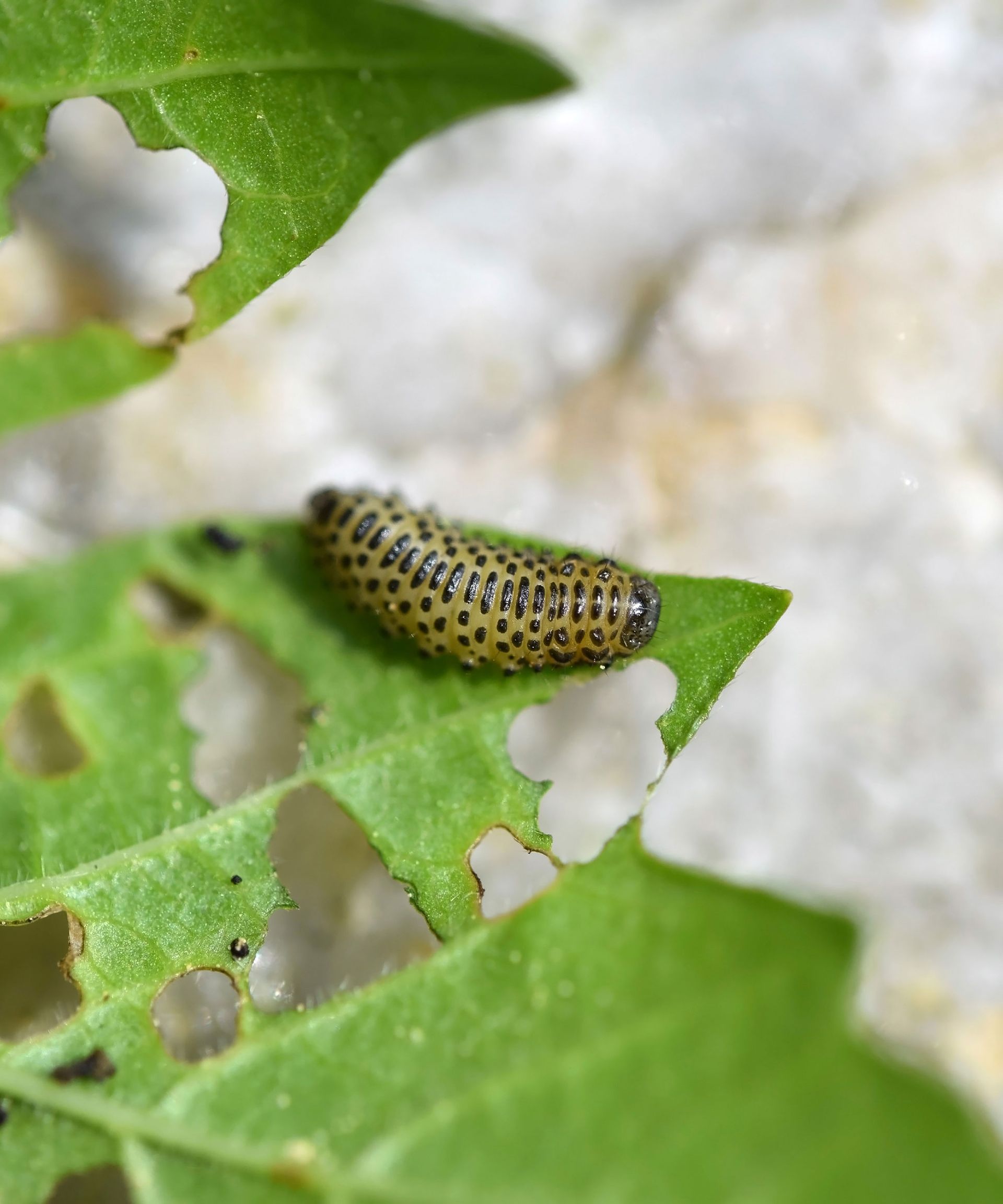 What is eating my viburnum leaves? Viburnum leaf beetle tips