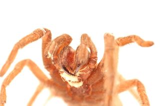 That's no spittle: The white marks around this tarantula's mouth are a tangle of parasites called nematodes. 