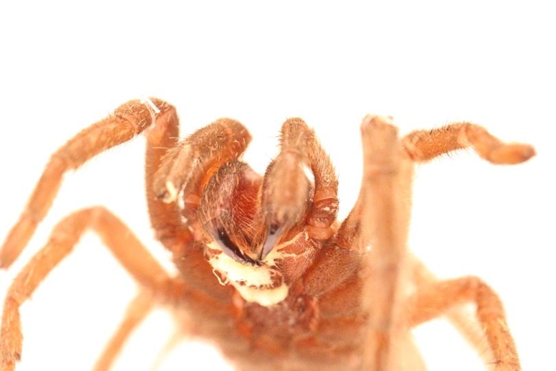 That&#039;s no spittle: The white marks around this tarantula&#039;s mouth are a tangle of parasites called nematodes. 