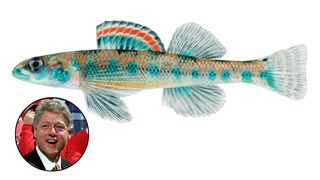 Etheostoma fish named after President Bill Clinton.