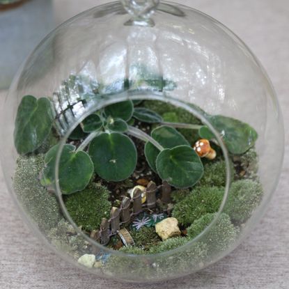 A small glass vase with moss and a plant inside. The plant is a small fern and the moss is green. There is a small figurine of a fairy in the moss. The vase is sitting on a table