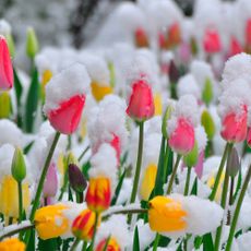 tulips covered with snow