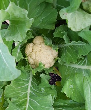 cauliflower growing in a garden