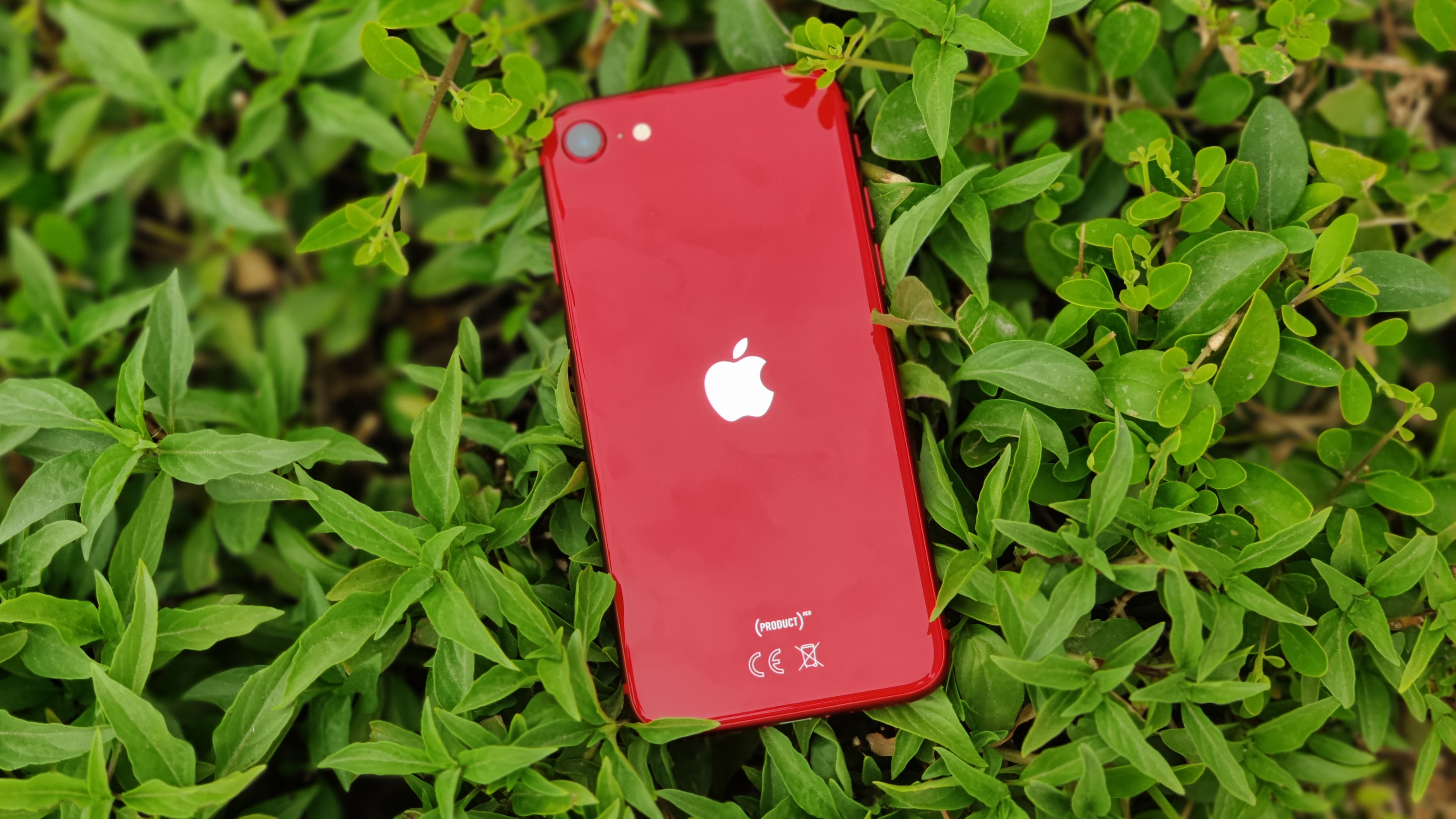 A red iPhone SE resting on a green plant