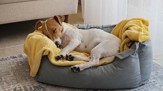 Dog sleeping in his bed