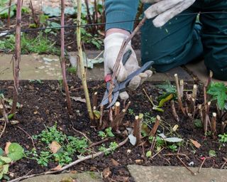 Gardener cutting back raspberry plants in November. UK