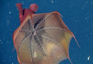 Vampire squid with mouth.