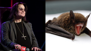 Ozzy Osbourne and bat