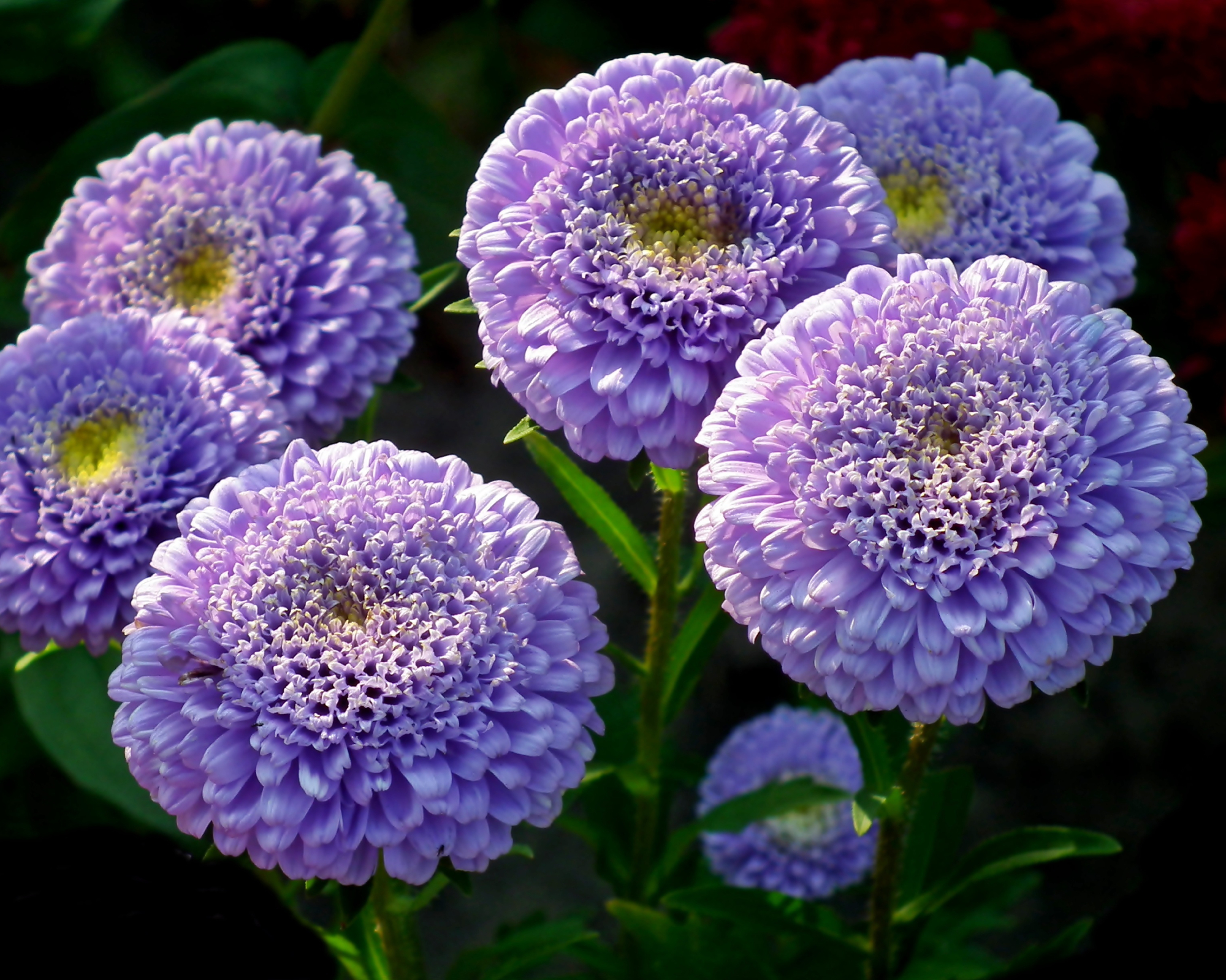 Purple annual china aster flowers growing in a garden