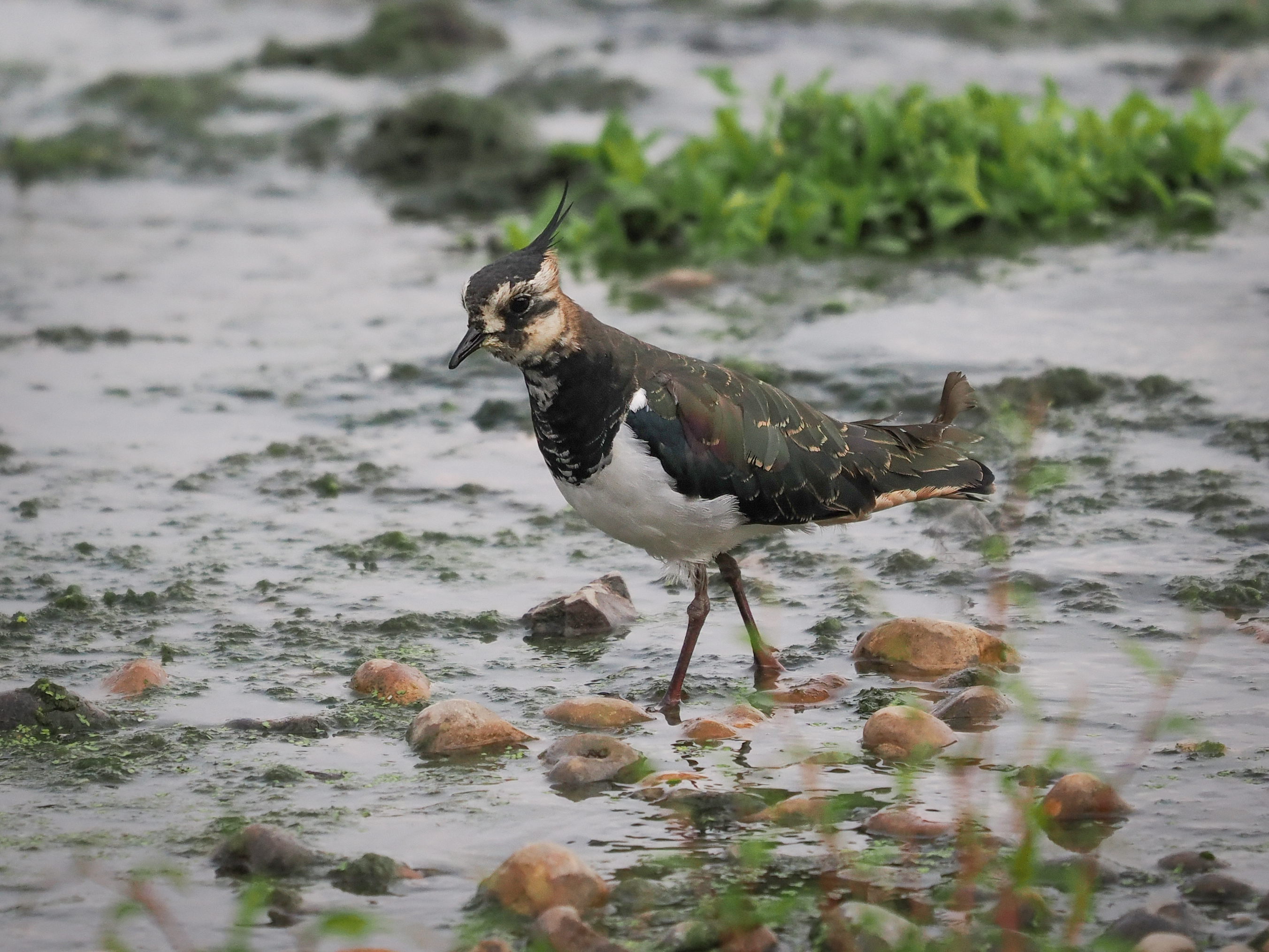 Sample birding image taken on the OM System OM-1 Mark II with the OM System M.Zuiko 50-200mm f/2.8 IS Pro
