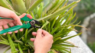 picture of someone cutting off aloe vera stems