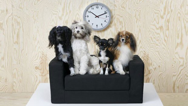 ikea-have-started-doing-pet-furniture-and-toys-2-1556669907-xTgI-column-width-inline
