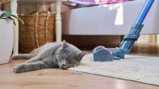 A cat next to a cordless vacuum for pet hair