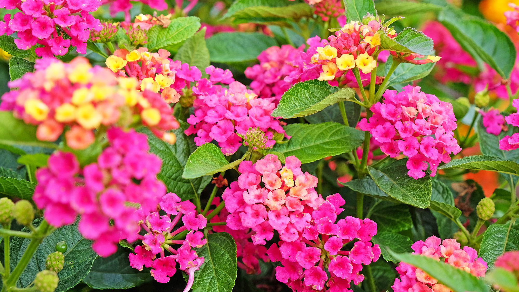 Pink and yellow Lantana camara, also known as wild sage, Gem Diva Pink, in flower.
