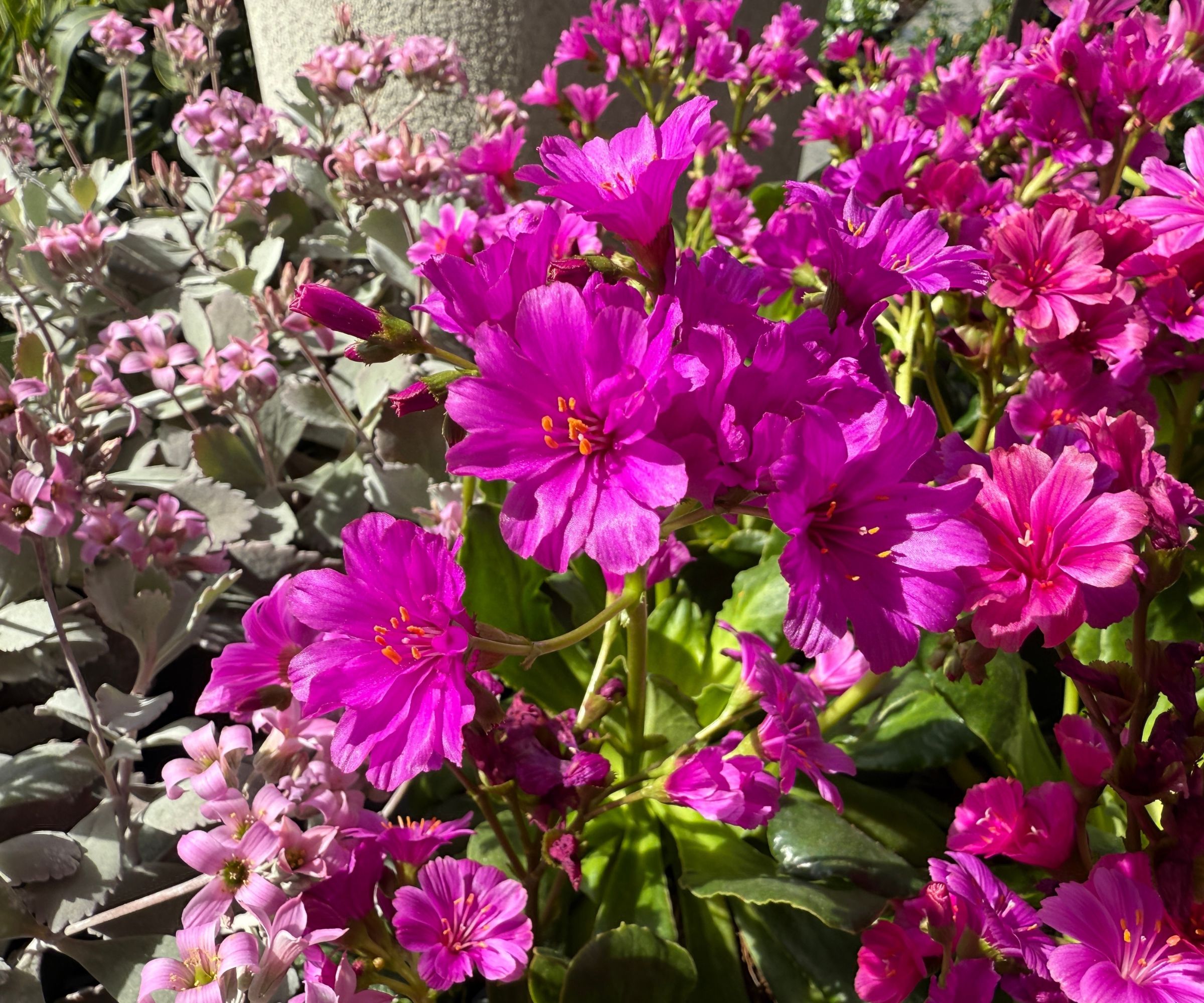 Pink flowers Lewisia cliff maids, flowering plant Siskiyou lewisia.