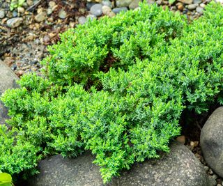 creeping juniper ground cover plants