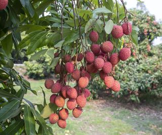 Lychee fruit hanging off the tree