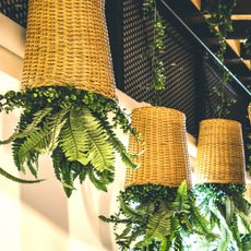 ferns in hanging baskets hanging upside down